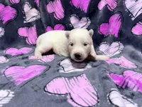 Eleanor, a female Siberian Husky for sale in Centreville, MD – 2 of 6