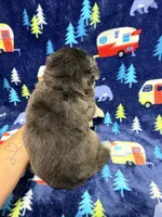 King, a male Siberian Husky for sale in Centreville, MD – 4 of 7