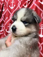 AKC Kona, a male Siberian Husky for sale in Centreville, MD – 5 of 9