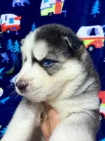 Jack, a male Siberian Husky for sale in Centreville, MD – 4 of 10