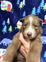 Cooper, a male Siberian Husky for sale in Centreville, MD – 2 of 6
