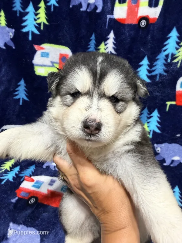 King – Siberian Husky puppy for sale in Centreville, MD