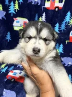 King, a male Siberian Husky for sale in Centreville, MD – 1 of 7