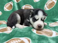 Jack, a male Siberian Husky for sale in Centreville, MD – 8 of 10