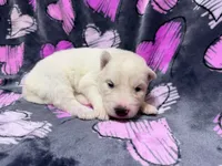 Brittany, a female Siberian Husky for sale in Centreville, MD – 3 of 7