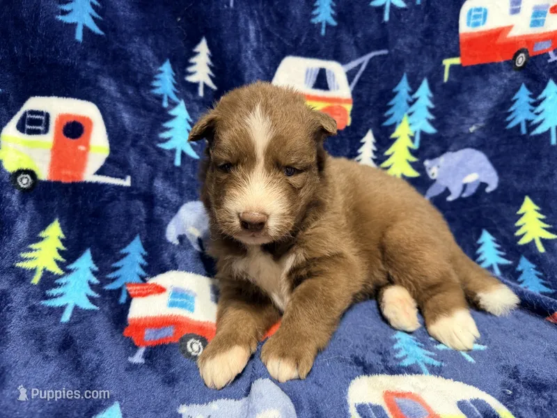 Cooper – Siberian Husky puppy for sale in Centreville, MD