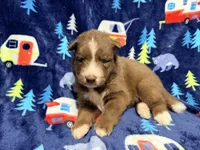 Cooper, a male Siberian Husky for sale in Centreville, MD – 1 of 6
