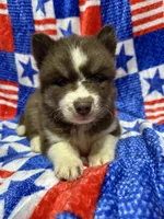Brazil, a female Siberian Husky for sale in Centreville, MD – 7 of 9
