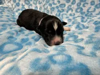 AKC Twilight, a male Siberian Husky for sale in Centreville, MD – Photo 7 of 7