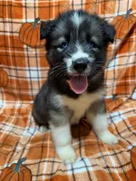 AKC Twilight, a male Siberian Husky for sale in Centreville, MD – Photo 4 of 7