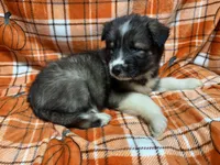 AKC Twilight, a male Siberian Husky for sale in Centreville, MD – Photo 3 of 7