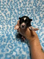 AKC Twilight, a male Siberian Husky for sale in Centreville, MD – Photo 6 of 7