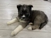 AKC Twilight, a male Siberian Husky for sale in Centreville, MD – Photo 2 of 7