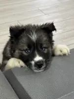 AKC Twilight, a male Siberian Husky for sale in Centreville, MD – Photo 1 of 7