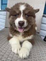 Brazil, a female Siberian Husky for sale in Centreville, MD – 2 of 9