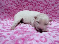 Brittany, a female Siberian Husky for sale in Centreville, MD – 7 of 7