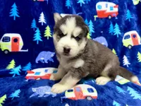 Jack, a male Siberian Husky for sale in Centreville, MD – 5 of 10
