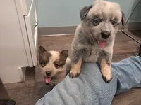 Blue / Red Heeler puppy , a female Australian Stumpy Tail Cattle Dog for sale in Newport, TN – 4 of 5