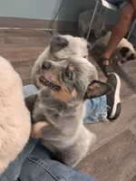 Blue / Red Heeler puppy , a female Australian Stumpy Tail Cattle Dog for sale in Newport, TN – 2 of 5