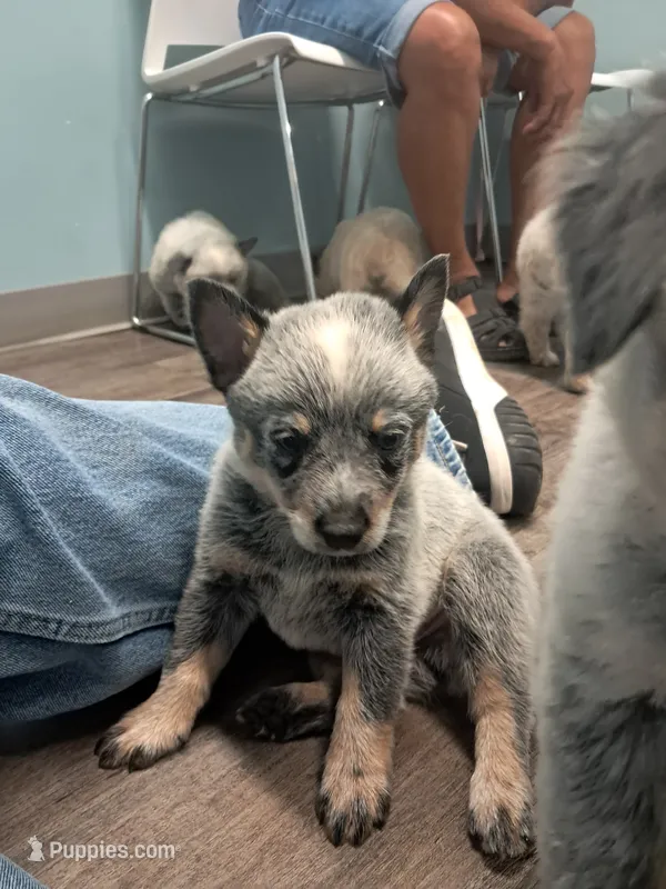 Blue / Red Heeler puppy  – Australian Stumpy Tail Cattle Dog puppy for sale in Newport, TN