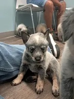 Blue / Red Heeler puppy , a female Australian Stumpy Tail Cattle Dog for sale in Newport, TN – 1 of 5