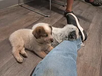 Blue / Red Heeler puppy , a female Australian Stumpy Tail Cattle Dog for sale in Newport, TN – 5 of 5