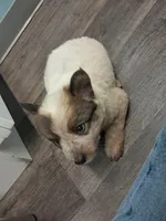 Blue / Red Heeler puppy , a female Australian Stumpy Tail Cattle Dog for sale in Newport, TN – 3 of 5