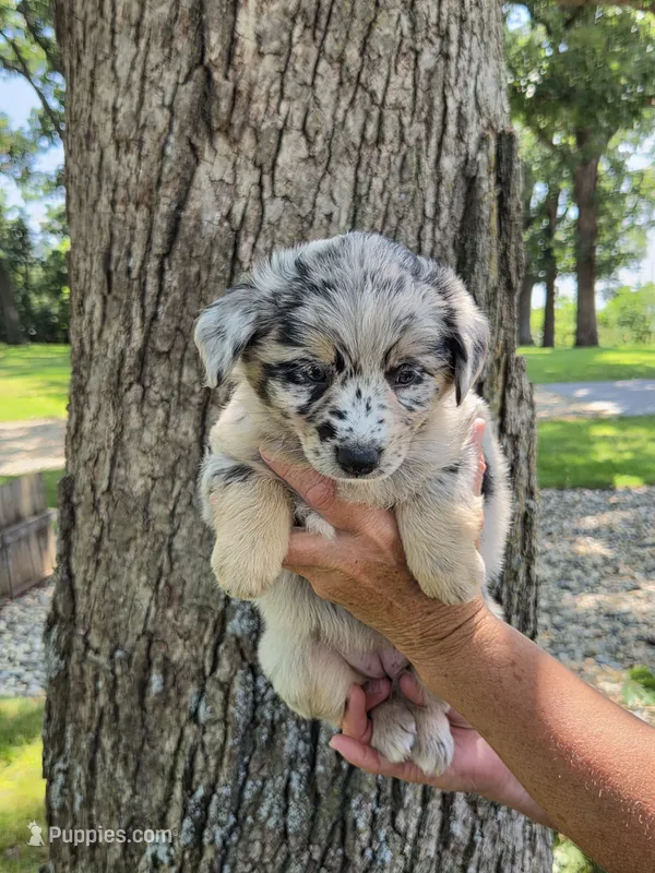 BMF-9 – Australian Shepherd puppy for sale in Blooming Prairie, MN