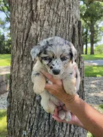 BMF-9, a female Australian Shepherd for sale in Blooming Prairie, MN – 1 of 3