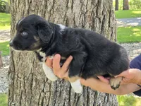 BTF-5, a female Australian Shepherd for sale in Blooming Prairie, MN – 3 of 3
