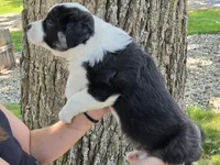 BTF-4, a female Australian Shepherd for sale in Blooming Prairie, MN – 3 of 3