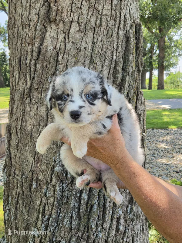 BMF-7 – Australian Shepherd puppy for sale in Blooming Prairie, MN