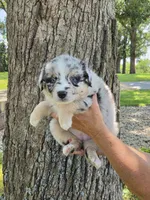 BMF-7, a female Australian Shepherd for sale in Blooming Prairie, MN – 1 of 3