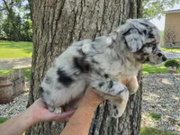 BMF-9, a female Australian Shepherd for sale in Blooming Prairie, MN – 3 of 3