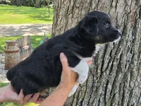 BTF-5, a female Australian Shepherd for sale in Blooming Prairie, MN – 2 of 3