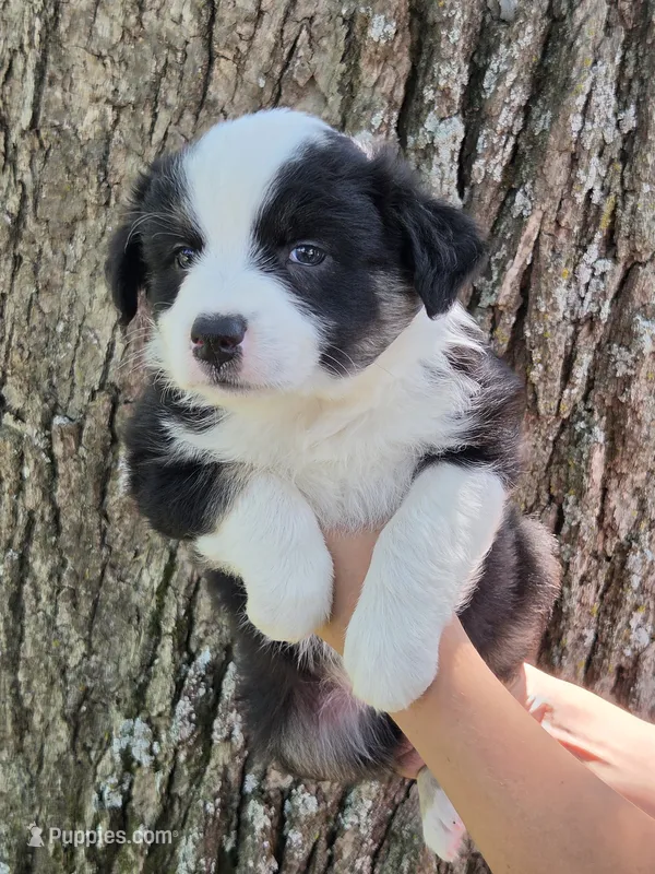 BTF-4 – Australian Shepherd puppy for sale in Blooming Prairie, MN