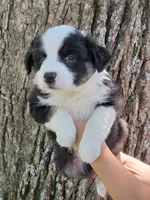 BTF-4, a female Australian Shepherd for sale in Blooming Prairie, MN – 1 of 3