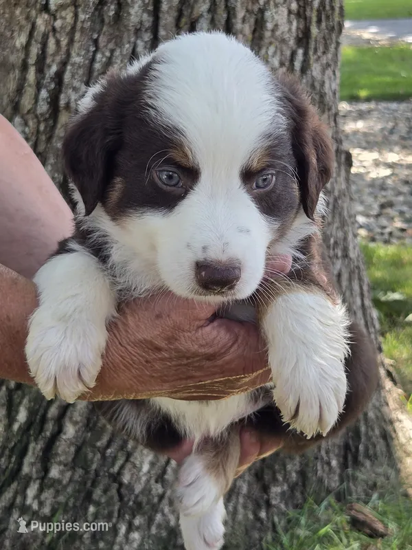 RTM-1 – Australian Shepherd puppy for sale in Blooming Prairie, MN
