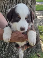 RTM-1, a male Australian Shepherd for sale in Blooming Prairie, MN – 1 of 3