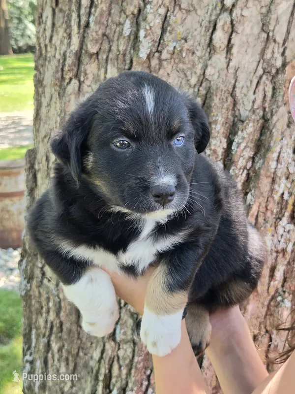 BTF-5 – Australian Shepherd puppy for sale in Blooming Prairie, MN