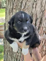 BTF-5, a female Australian Shepherd for sale in Blooming Prairie, MN – 1 of 3