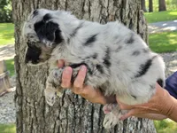 BMF-7, a female Australian Shepherd for sale in Blooming Prairie, MN – 2 of 3