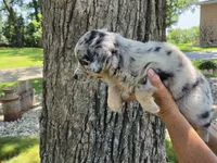 BMF-9, a female Australian Shepherd for sale in Blooming Prairie, MN – 2 of 3