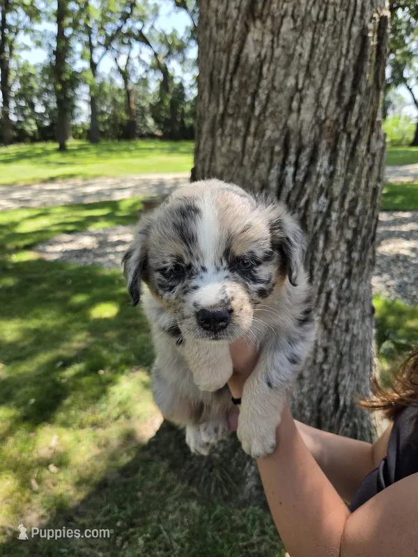 BMM-3 – Australian Shepherd puppy for sale in Blooming Prairie, MN