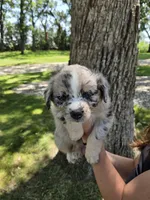 BMM-3, a male Australian Shepherd for sale in Blooming Prairie, MN – 1 of 3