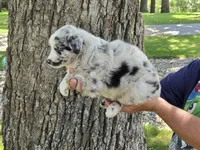 BMF-6, a female Australian Shepherd for sale in Blooming Prairie, MN – 3 of 3