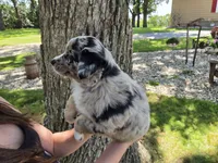 BMM-2, a male Australian Shepherd for sale in Blooming Prairie, MN – 2 of 3