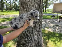 BMM-3, a male Australian Shepherd for sale in Blooming Prairie, MN – 3 of 3