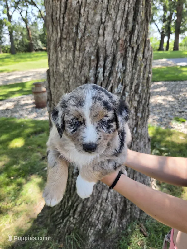 BMM-2 – Australian Shepherd puppy for sale in Blooming Prairie, MN