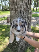 BMM-2, a male Australian Shepherd for sale in Blooming Prairie, MN – 1 of 3